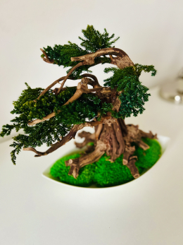 Stromek juniperus bonsai