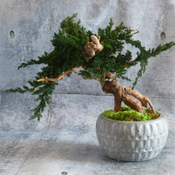 Stromek juniperus bonsai